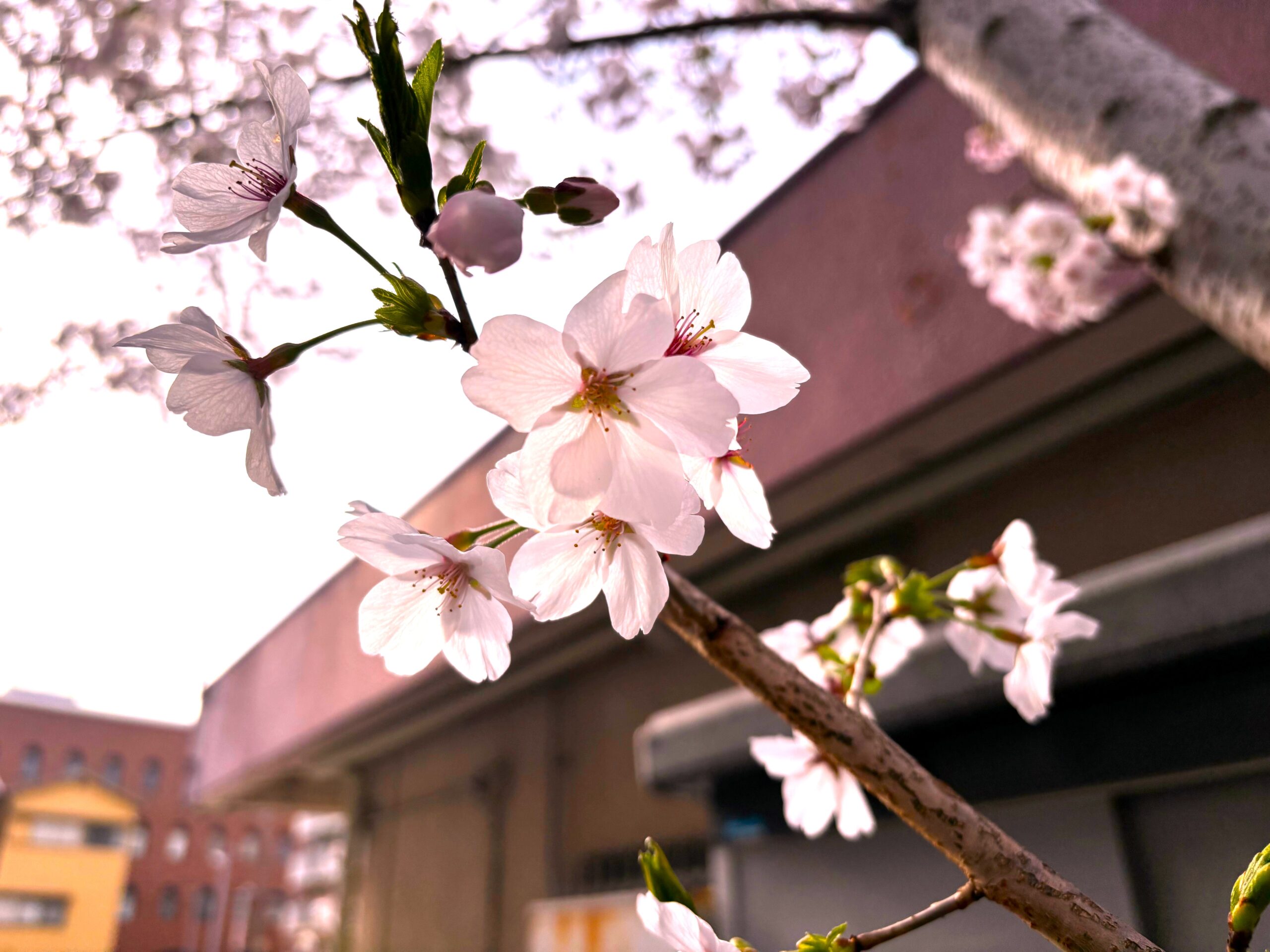  | サムネイル画像